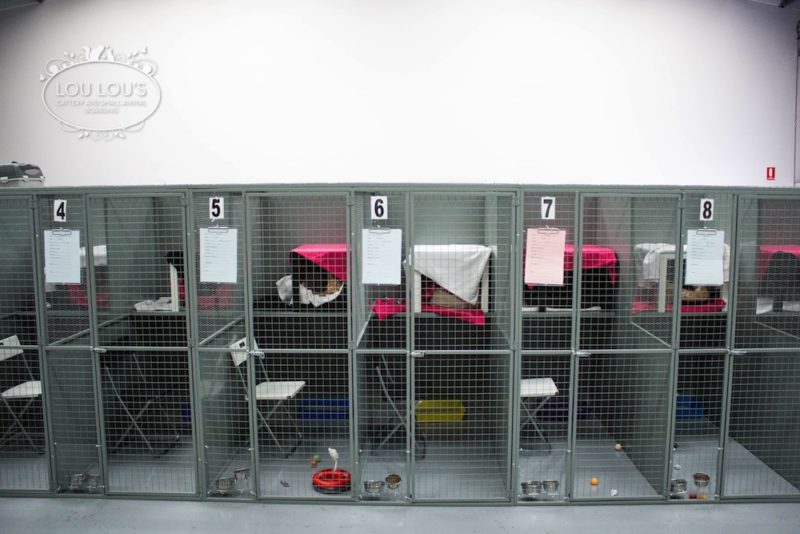 Cat Boarding Lou Lou's Cattery Small Animal Boarding