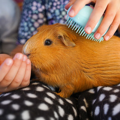 Guinea Pig Boarding Melbourne