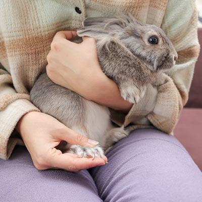 Rabbit Boarding Melbourne